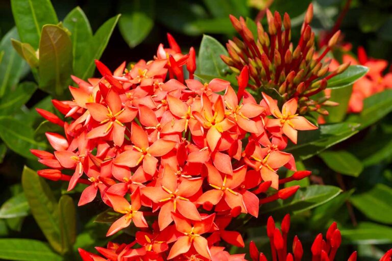 How to Grow Tropical Flowering Ixora Shrubs | Gardener’s Path