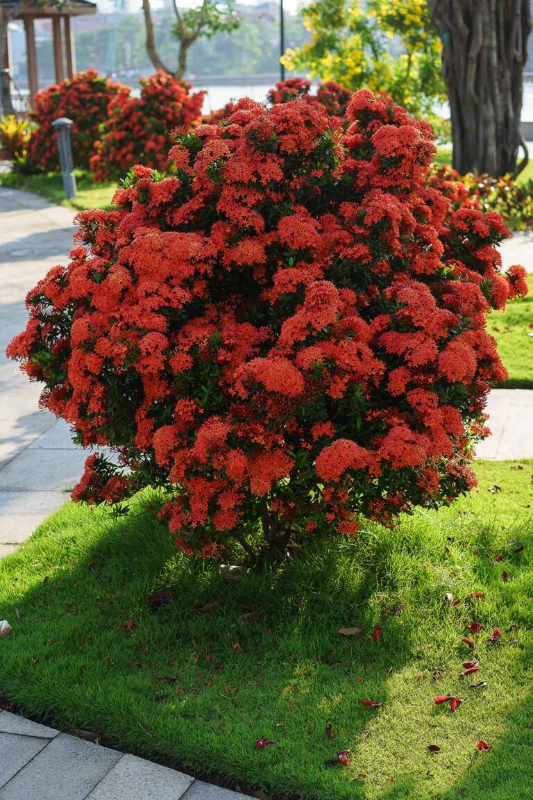 How to Grow Tropical Flowering Ixora Shrubs | Gardener’s Path