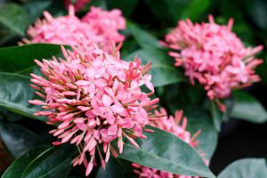How to Grow Tropical Flowering Ixora Shrubs | Gardener’s Path