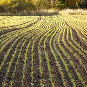 Winter Rye Fertilizer When and How to Plant Winter Cover Crops | Gardener’s Path