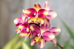 How to Grow Spathoglottis (Ground) Orchids | Gardener’s Path