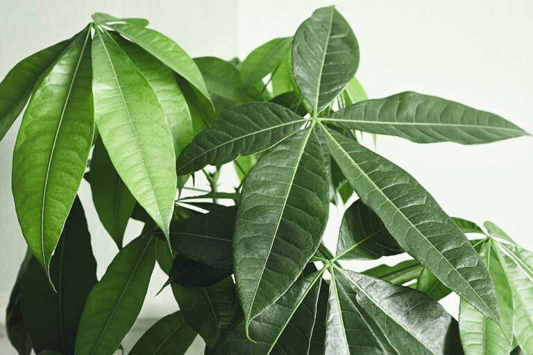 How to Grow Money Tree Plants (Pachira) | Gardener’s Path