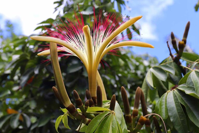 How to Grow Money Tree Plants (Pachira) | Gardener’s Path