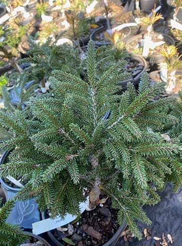A close up of 'Barnes' caucasian spruce growing in a container at a nursery.
