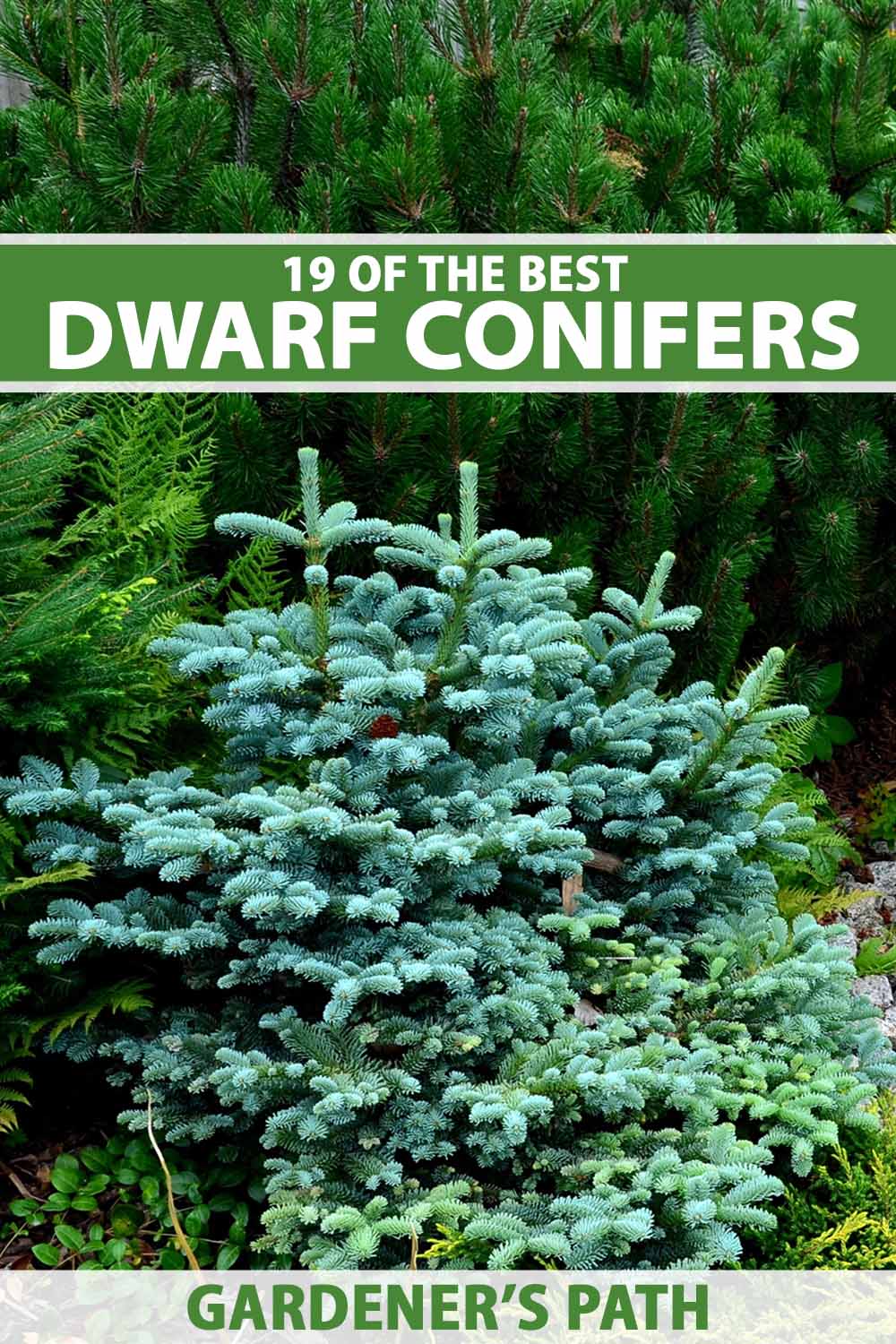 A close up vertical image of garden bed planted with a variety of different dwarf conifer varieties. To the top and bottom of the frame is green and white printed text.