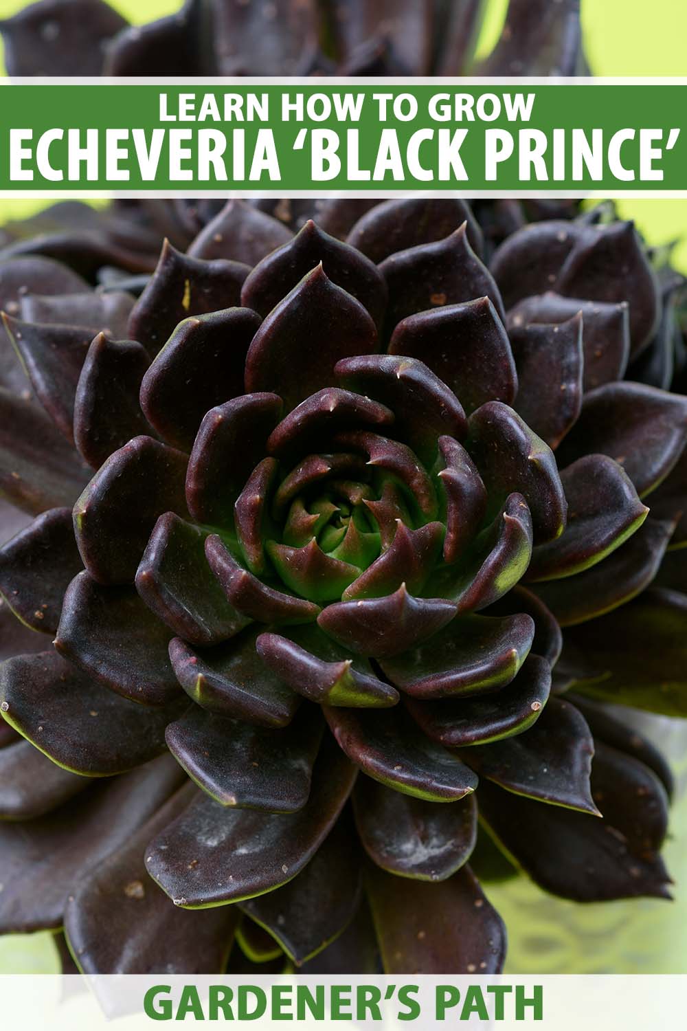 A close up vertical image of the dramatic dark foliage of Echeveria 'Black Prince' growing in a pot pictured on a soft focus background. To the top and bottom of the frame is green and white printed text.
