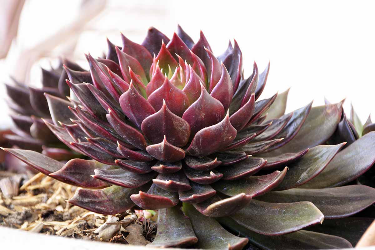 A close up horizontal image of a 'Black Prince' echeveria seen from the side, growing in a pot indoors.