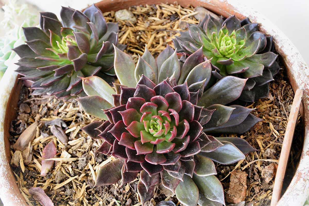 A close up horizontal image of 'Black Prince' echeveria plants growing in a terra cotta pot.