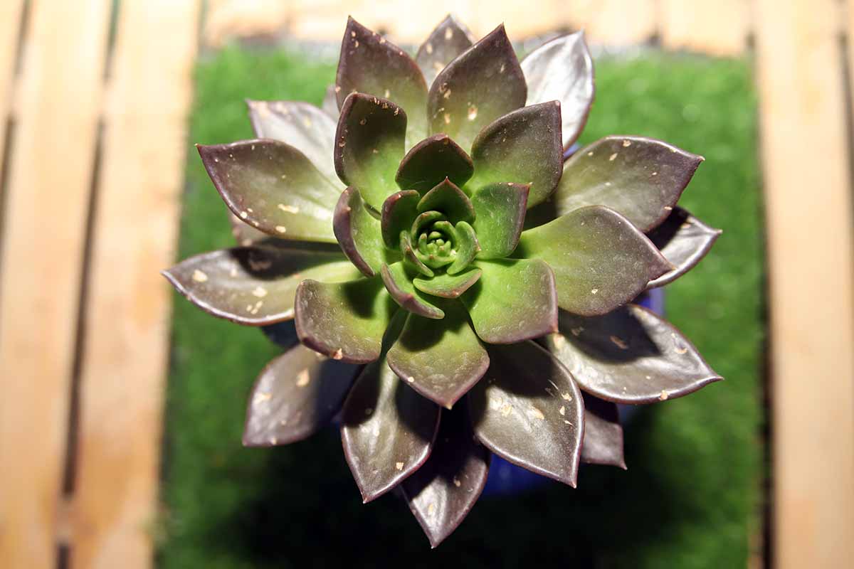 A close up top down image of a 'Black Prince' echeveria growing in a small pot indoors.