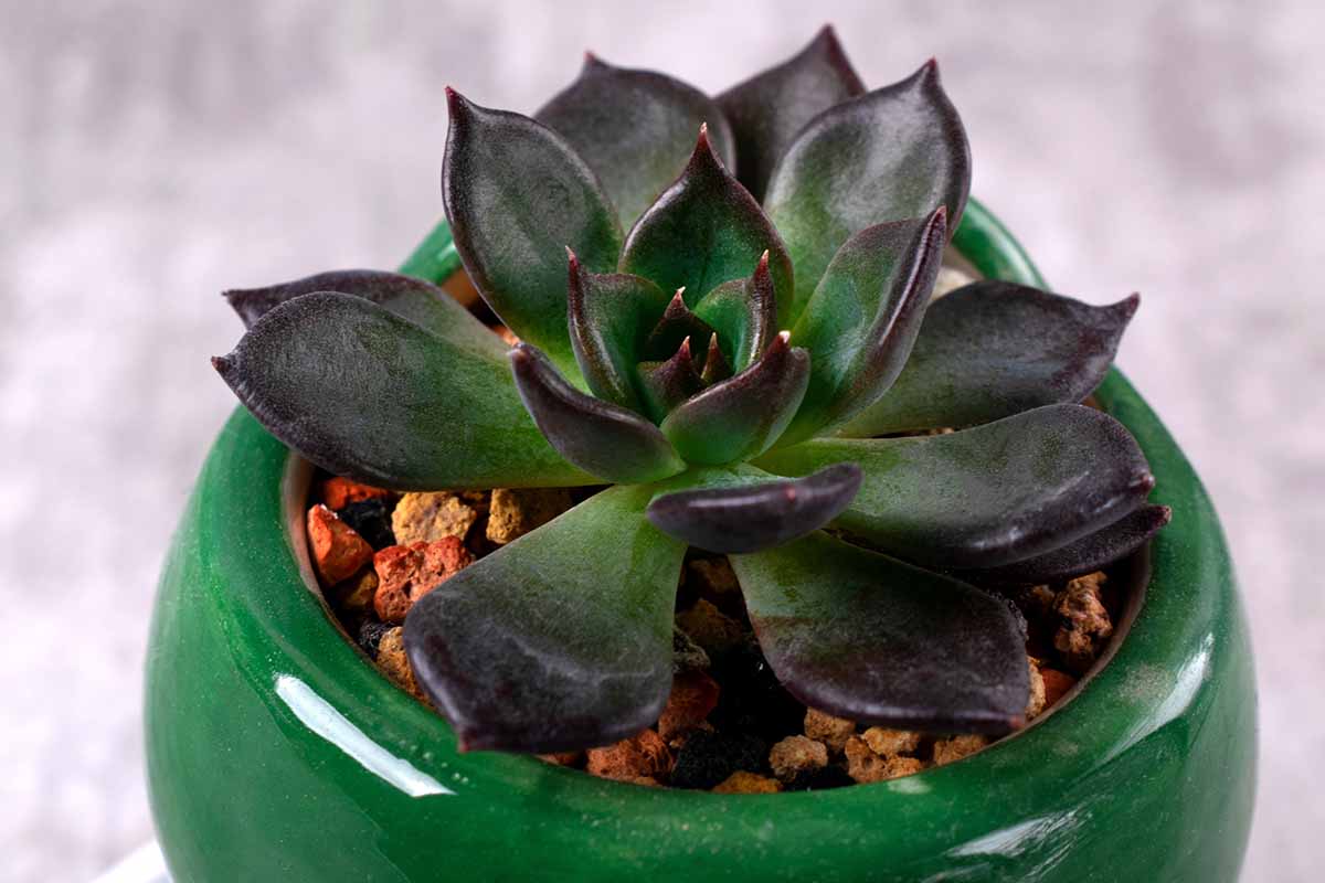 A close up horizontal image of the dramatic dark purple and green variegated foliage of an Echeveria 'Black Prince' growing in a green pot pictured on a soft focus background.