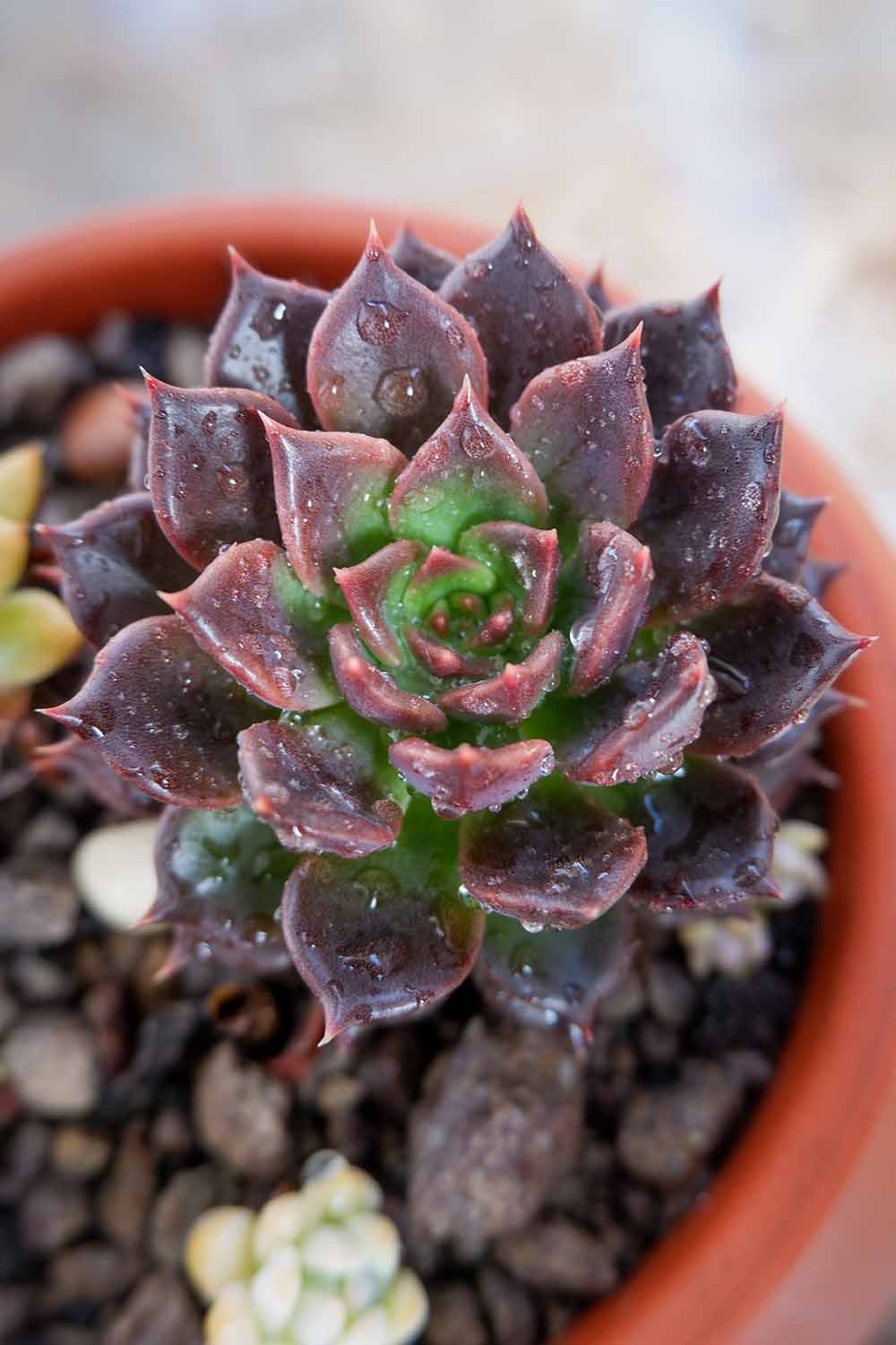 A close up vertical image of a 'Black Prince' echeveria with green and purple foliage and droplets of water on the surface of the leaves.