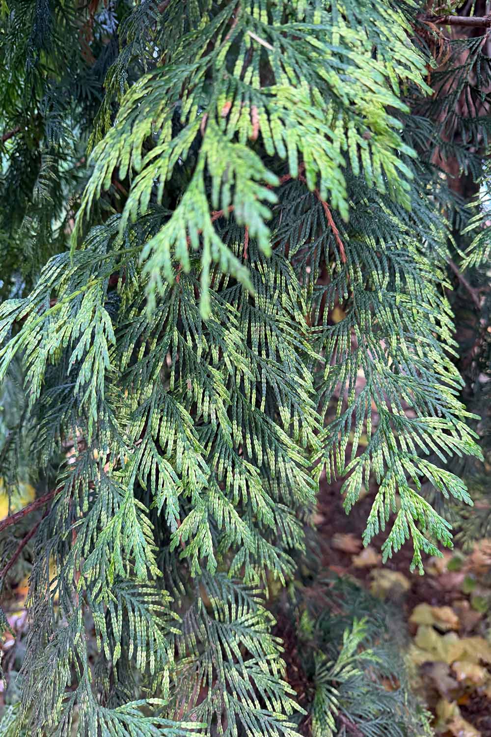 A close up vertical image of the variegated foliage of a Thuja plicata 'Can Can' growing in the landscape.