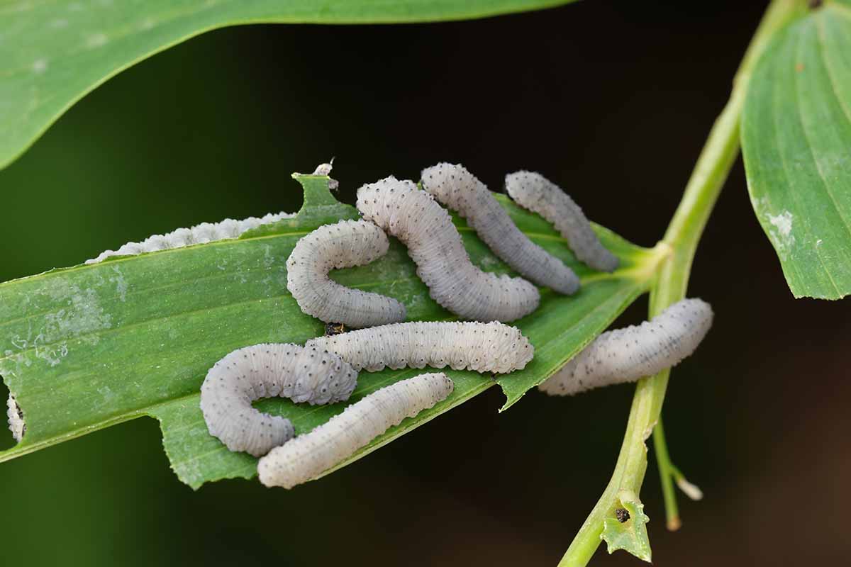 A close up horizontal image of a cluster of caterpillars feeding on Polygonatum foliage pictured on a dark background.