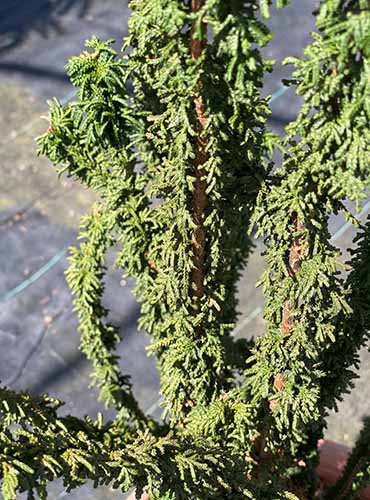 A close up of a 'Chirimen' hinoki false cypress growing in a container pictured in light sunshine.