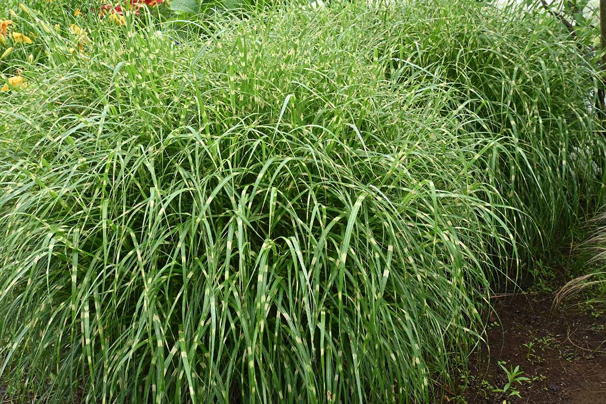 A close up horizontal image of the striped foliage of zebra grass growing in the garden.