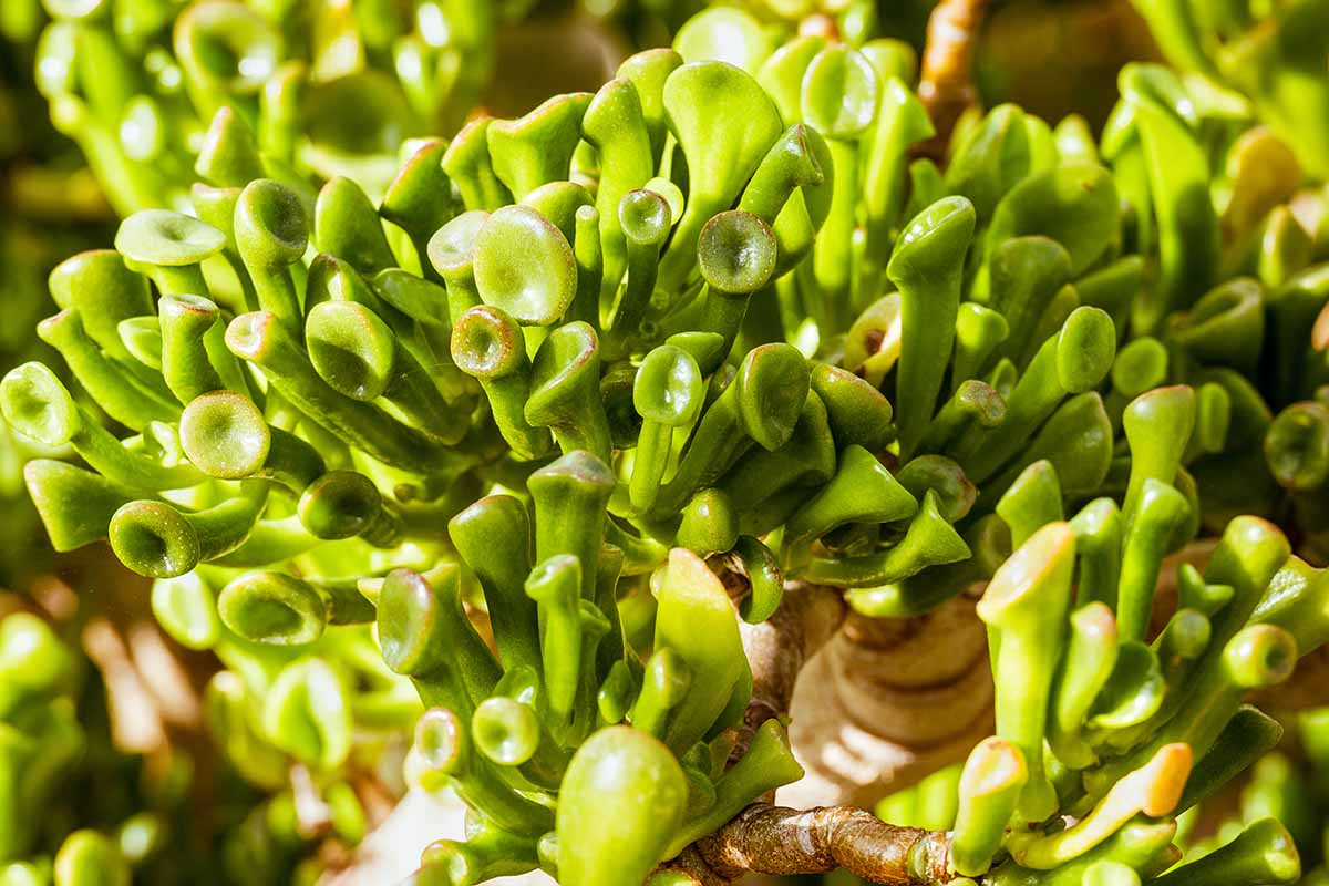 A close up horizontal image of the foliage of a large, healthy 'Gollum' jade succulent growing in a pot indoors pictured in bright sunshine.