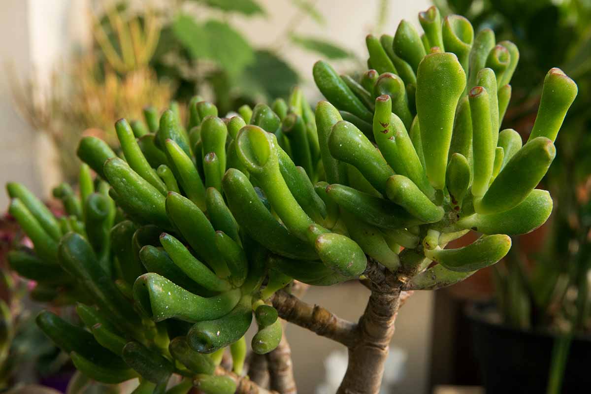 A horizontal image of a Crassula 'Gollum' growing as a houseplant.