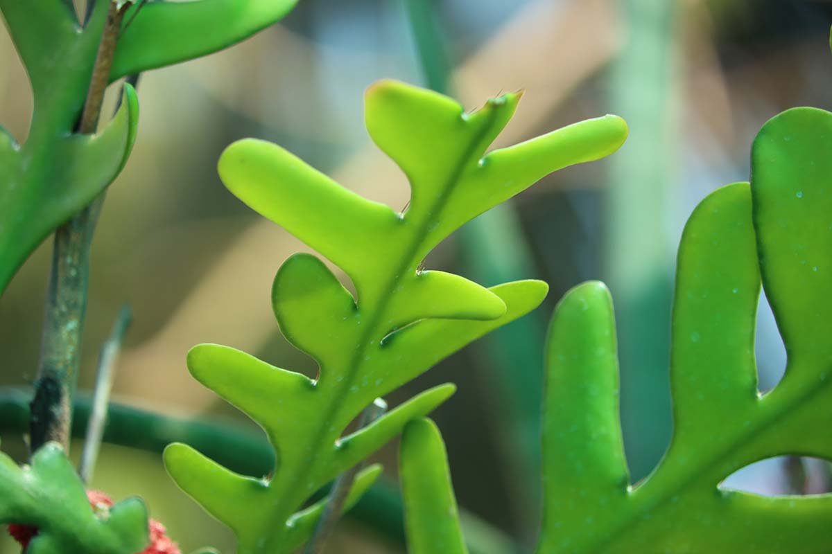 A close up horizontal image of the foliage of a Disocactus anguliger pictured on a soft focus background.