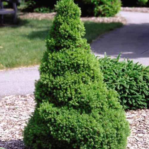 A close up of a pyramid-shaped dwarf Alberta spruce growing in the landscape surrounded by mulch.