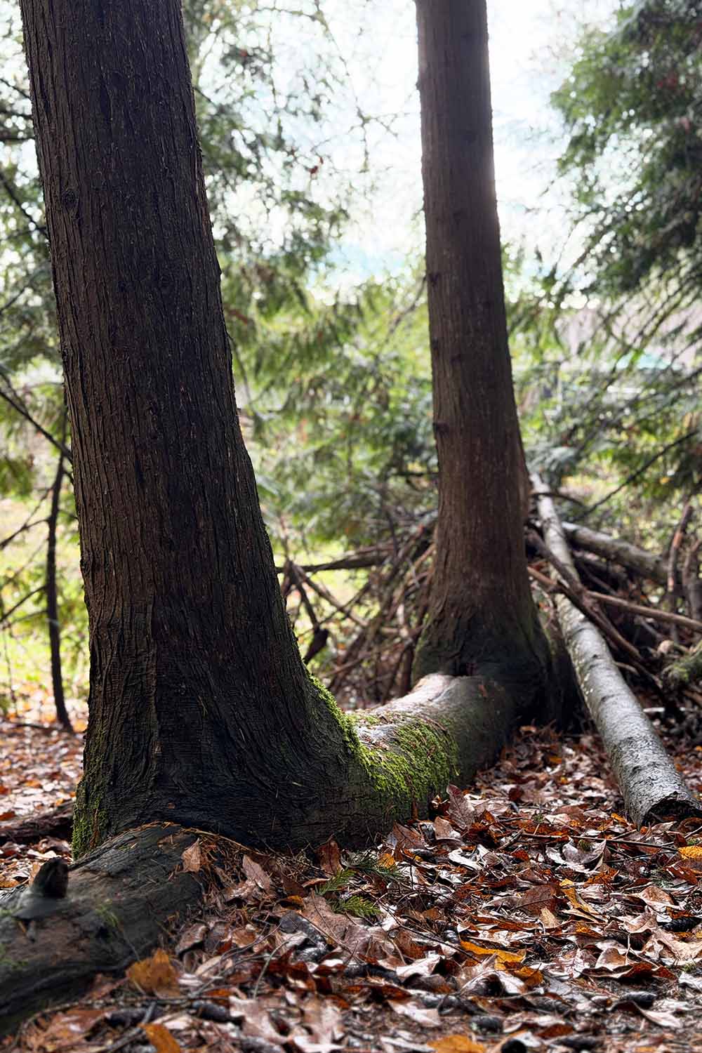 A vertical image of new growth emerging from a large fallen log in the forest.
