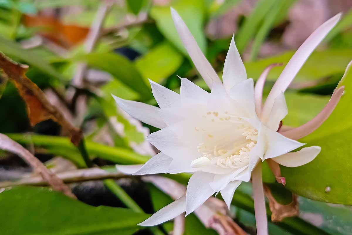 A close up horizontal image of a white bloom of a Disocactus anguliger growing in the landscape.