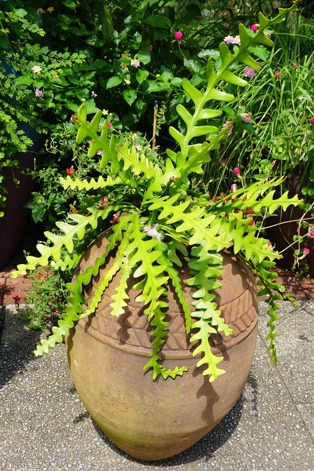How to Grow and Care for Fishbone (Zig Zag) Cactus