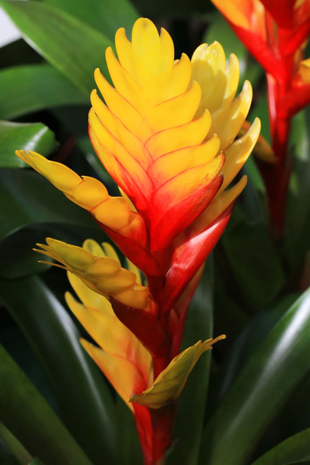 A close up vertical image of a bromeliad in bloom.