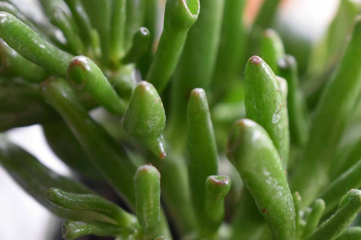 A horizontal image of succulent foliage of a finger jade specimen.