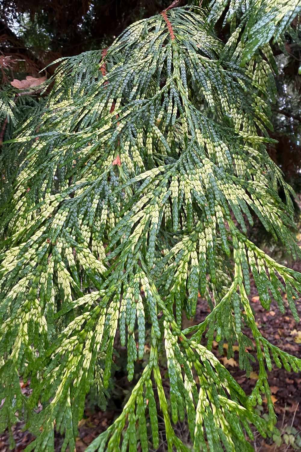 A close up vertical image of the variegated foliage of Thuja plicata 'Zabrina' growing in the landscape.