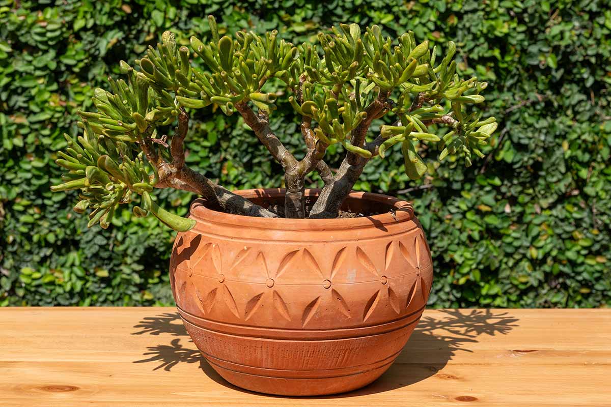 A close up horizontal image of a Crassula 'Gollum' plant growing in a round terra cotta pot set on a wooden table outdoors in light sunshine.