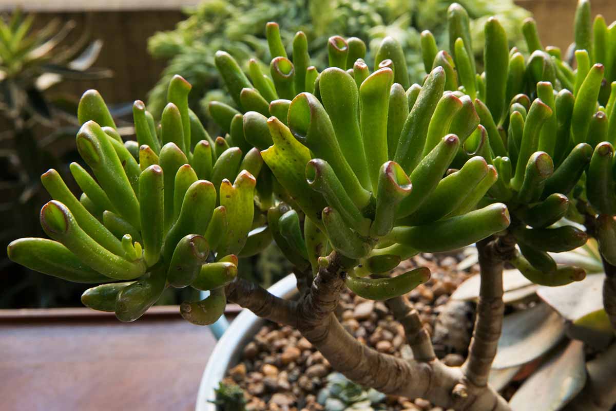 A horizontal image of a spoon jade plant growing in a pot indoors with other houseplants in soft focus in the background.