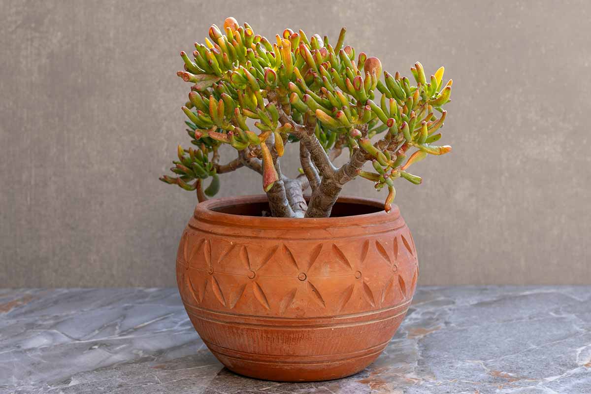 A horizontal image of finger jade growing in a terra cotta pot set on a marble or stone type surface.
