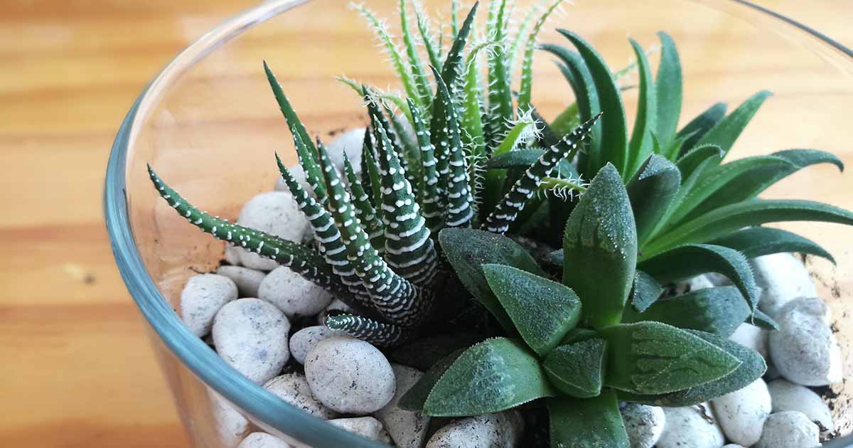 hanging pots for indoor plants Plant Hanger (Light & Airy)