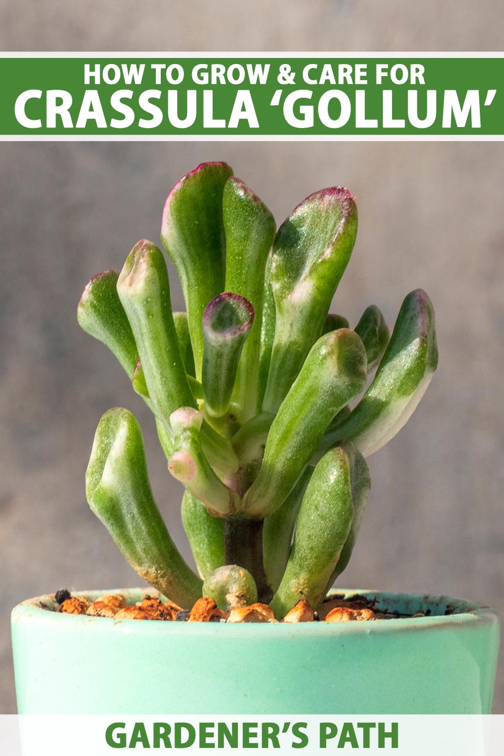 A close up vertical image of a small Crassula 'Gollum' aka E.T. fingers, Shrek ears, finger jade, growing in a small pot indoors pictured on a soft focus background. To the top and bottom of the frame is green and white printed text.