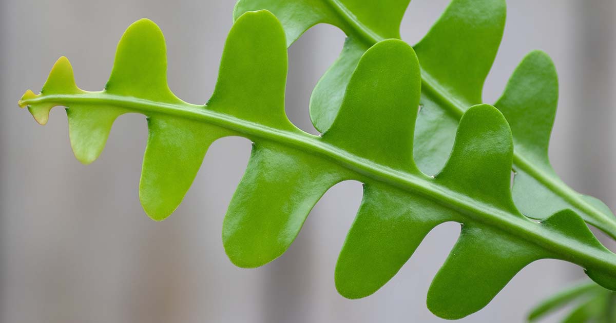 efeutute lemon Epipremnum aureum 'Neon' (Efeutute) – Jungle Leaves main image 1
