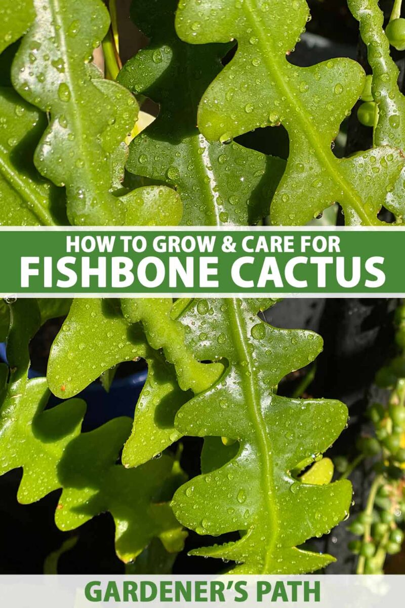 A close up vertical image of the foliage of a fishbone cactus covered in droplets of water pictured in bright sunshine. To the center and bottom of the frame is green and white printed text.