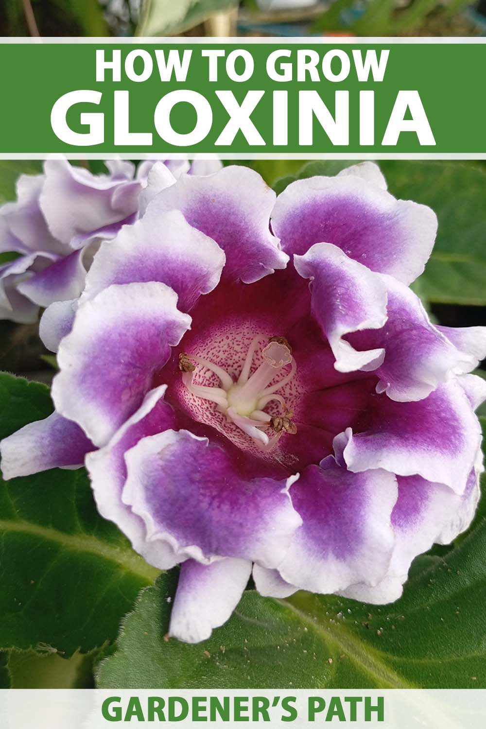 A close up vertical image of a soft purple and white gloxinia flower surrounded by light green foliage in soft focus. To the top and bottom of the frame is green and white printed text.