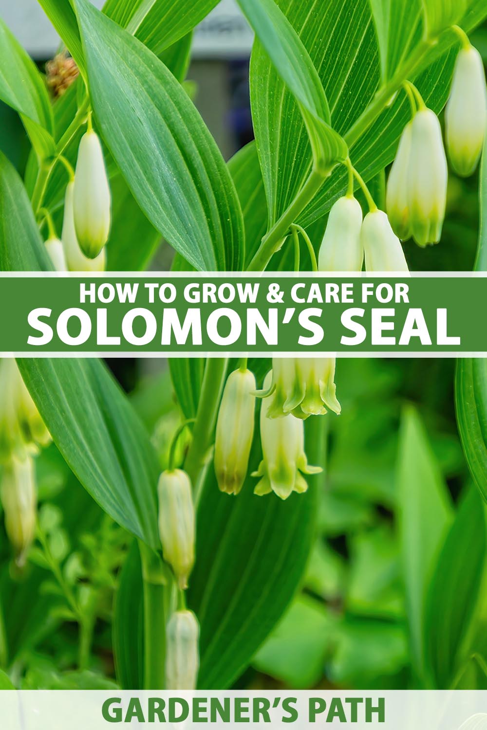 A close up vertical image of the foliage and flowers of Solomon's seal (Polygonatum) growing in the garden pictured on a soft focus background. To the center and bottom of the frame is green and white printed text.
