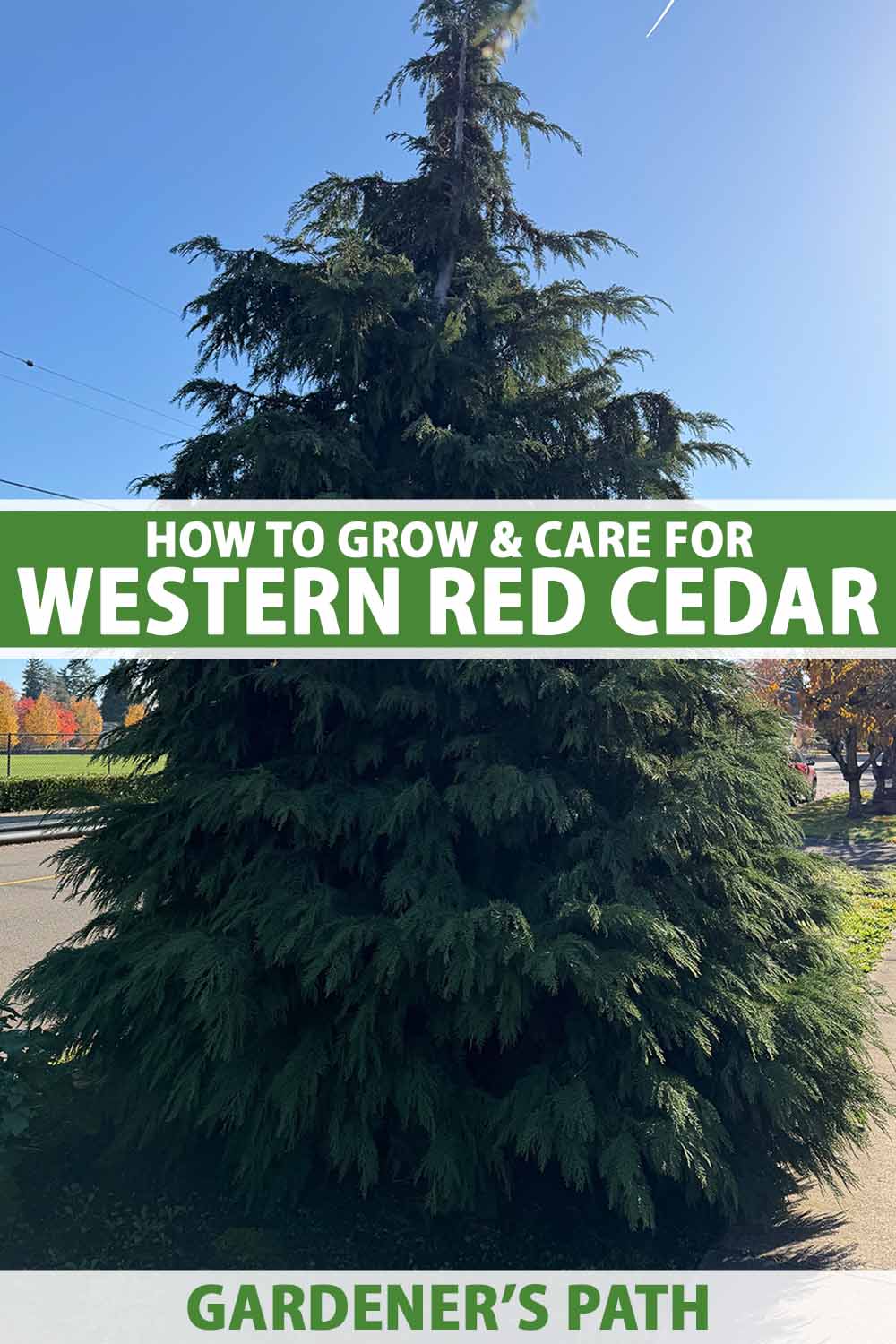 A close up vertical image of a western red cedar growing in the landscape pictured in bright sunshine on a blue sky background. To the center and bottom of the frame is green and white printed text.