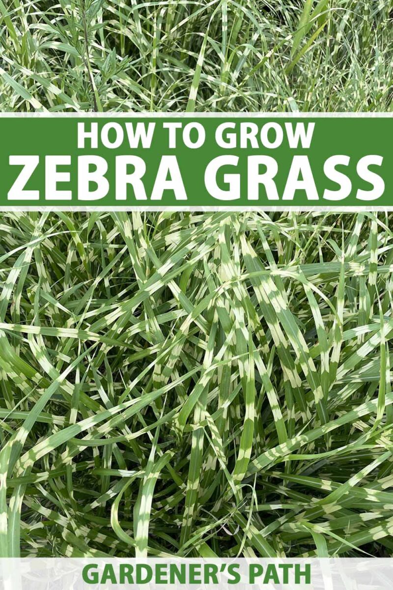 A close up vertical image of the striped foliage of Miscanthus sinensis 'Zebrinus' aka zebra grass growing in the garden. To the top and bottom of the frame is green and white printed text.