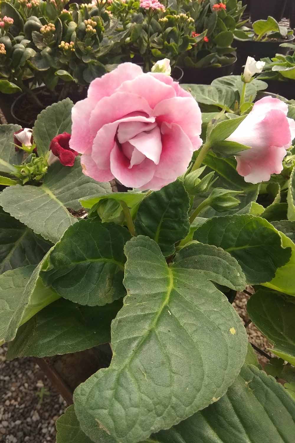 A vertical image of pink gloxinia flowers growing outdoors with foliage that has been chewed by insects.