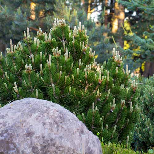 A square image of a dwarf mugo pine growing behind a big rock in the landscape.