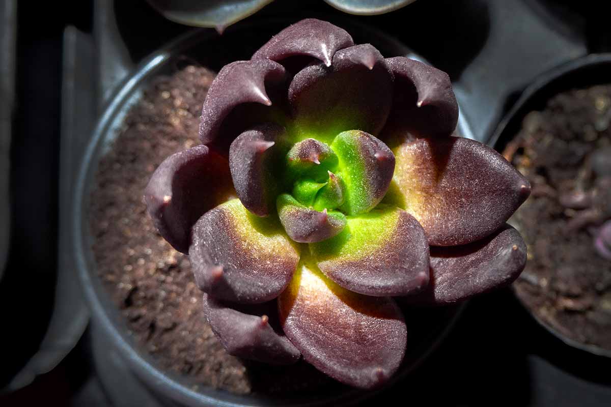 A close up horizontal image of a small 'Black Prince' echeveria offset planted in a pot pictured in bright sunshine.