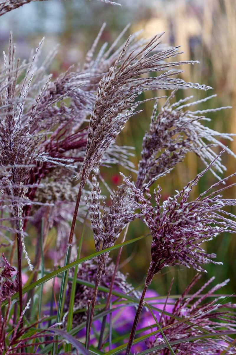 A close up vertical image of the burgundy and white plumes of zebra grass growing in the garden pictured on a soft focus background.
