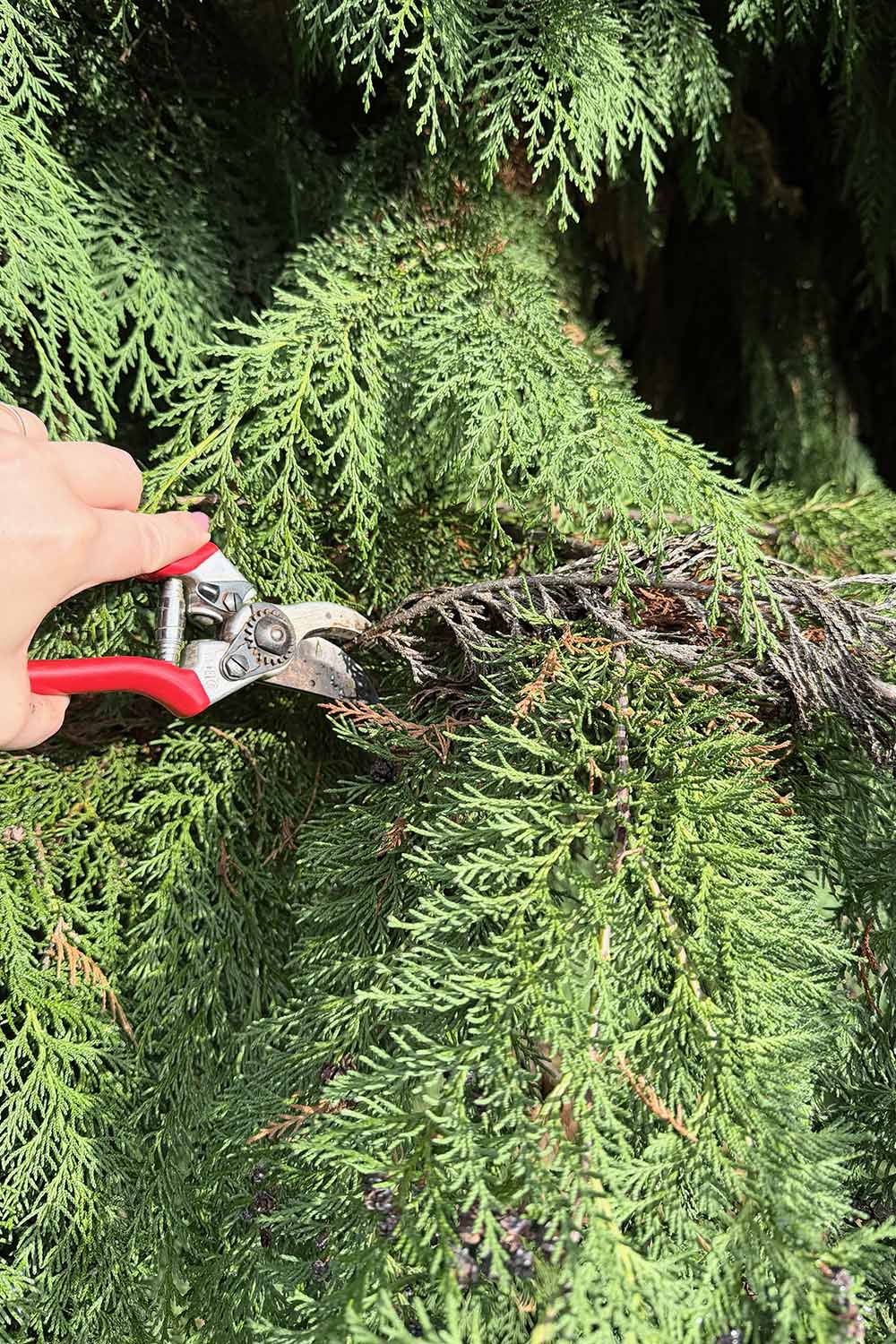 A close up vertical image of a hand from the left of the frame pruning a dead branch from a Thuja plicata growing in the landscape.
