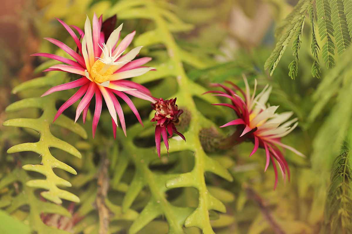 A close up horizontal image of the pink blooms of a Selenicereus anthonyanus epiphyte.
