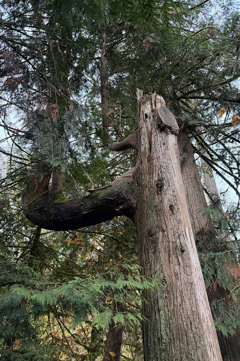 A vertical image of a large western red cedar with a massive side trunk growing from the main one.