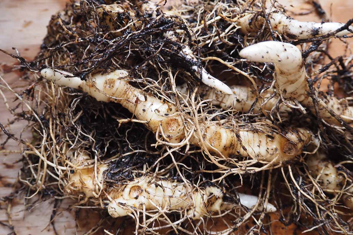 A horizontal image of a pile of cleaned Solomon's seal rhizomes.