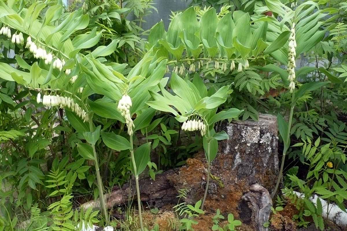 A horizontal image of Solomon's seal (Polygonatum) growing in a shady spot with other perennials.