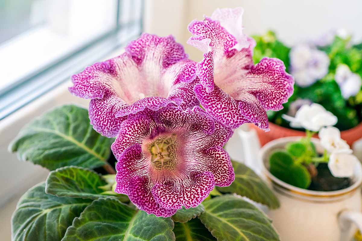 A close up horizontal image of dark pink and white bicolored gloxinia flowers growing in a small pot set on a windowsill.